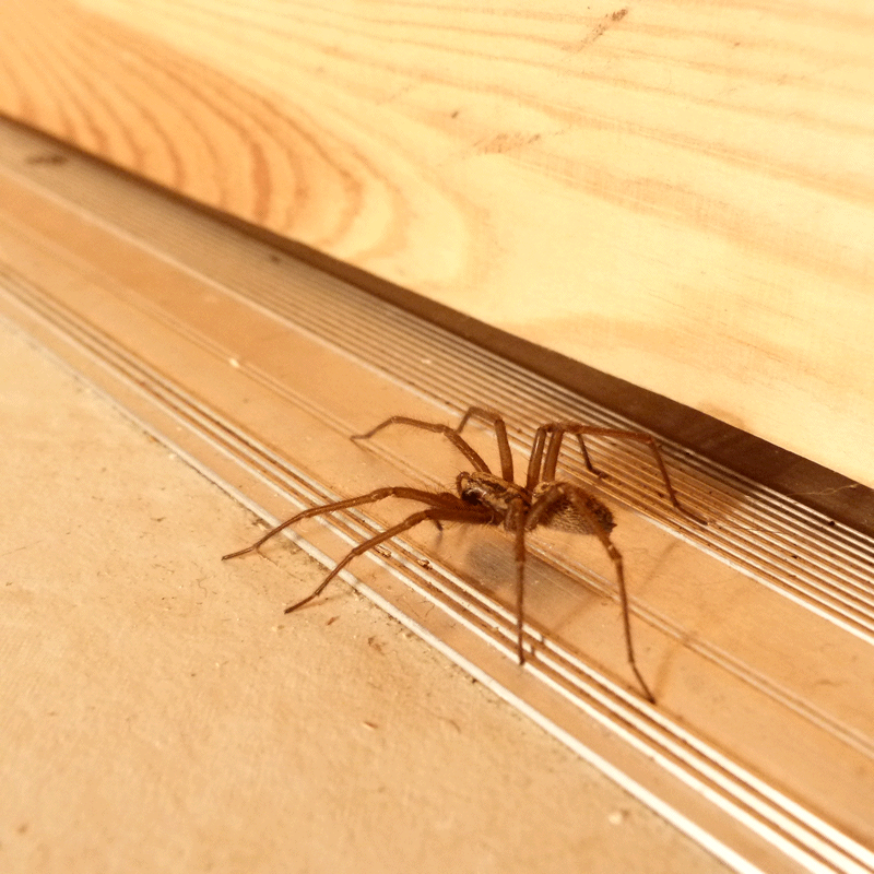 Rentokil Insectrol Spider Killer